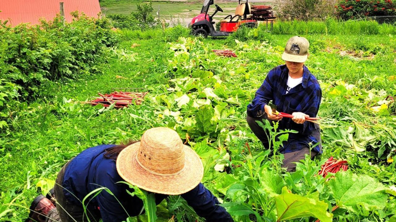 La Vieille Ferme, Ecogite Saint-Fulgence エクステリア 写真