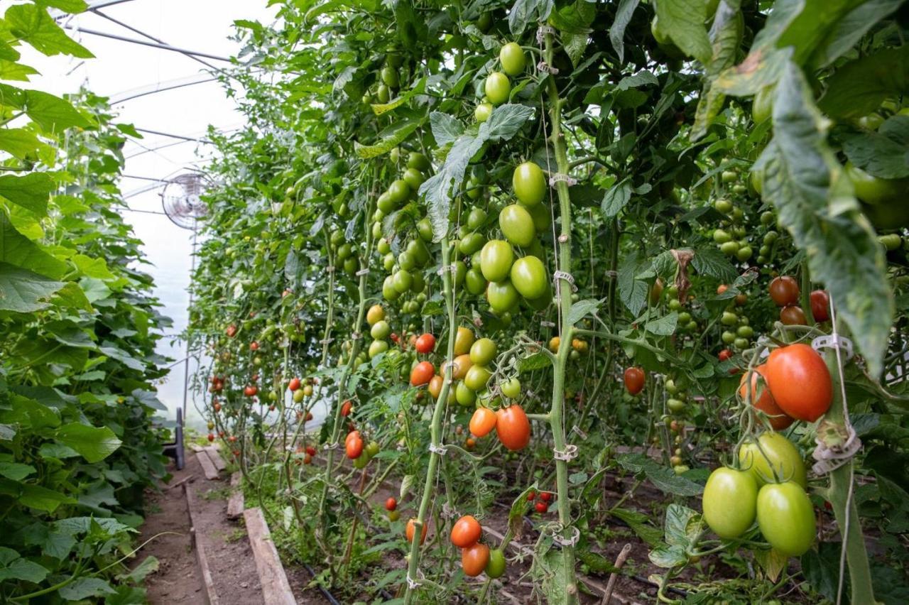 La Vieille Ferme, Ecogite Saint-Fulgence エクステリア 写真