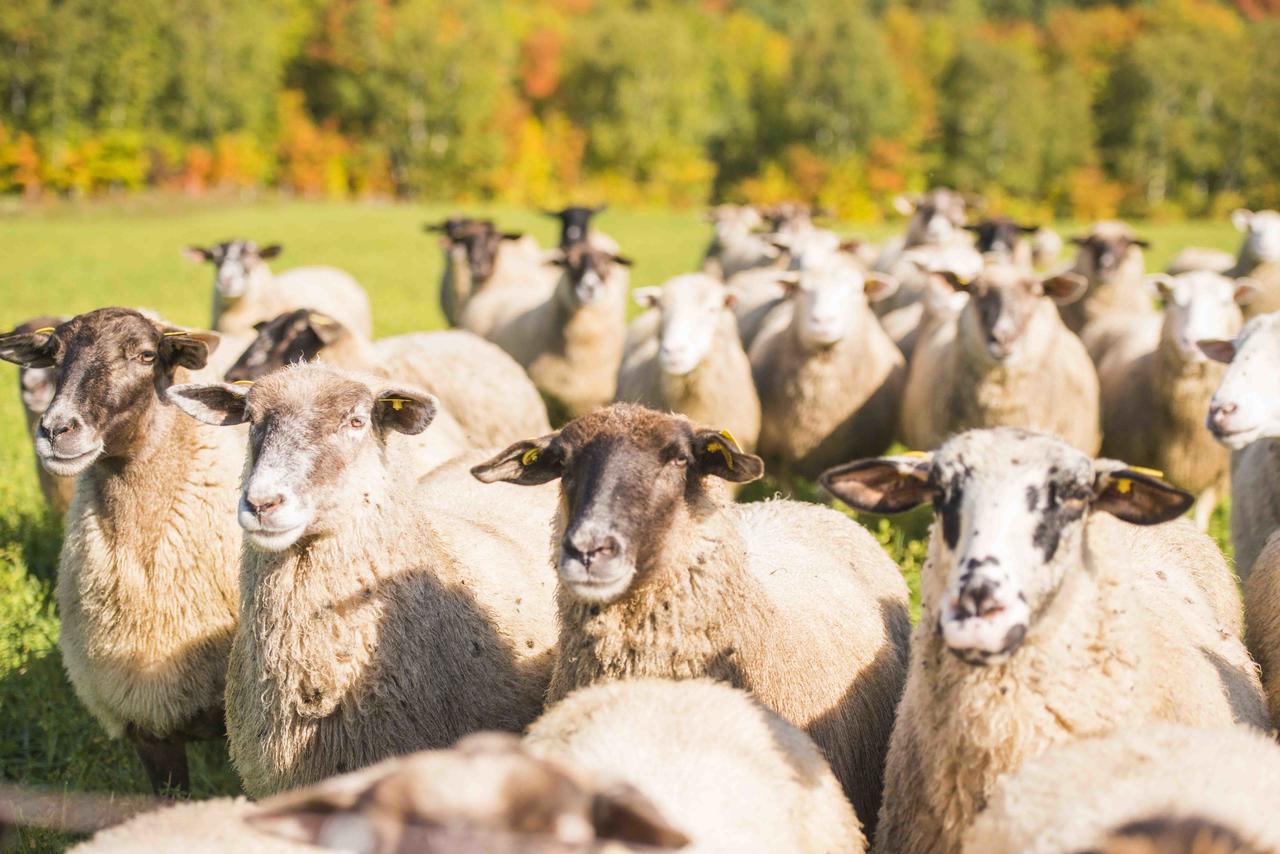 La Vieille Ferme, Ecogite Saint-Fulgence エクステリア 写真