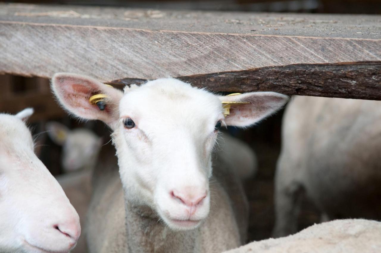 La Vieille Ferme, Ecogite Saint-Fulgence エクステリア 写真